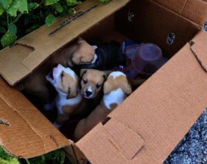Box of abandoned puppies