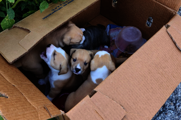 Box of abandoned puppies